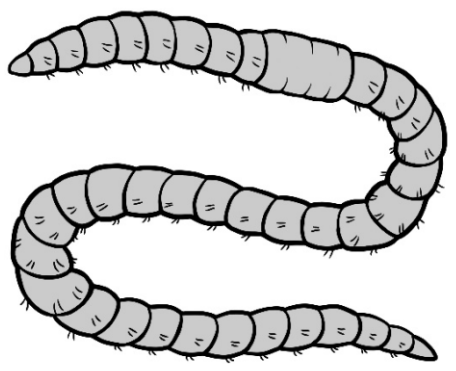 Wurmähnliches, segmentiertes Tier in gebogener Form